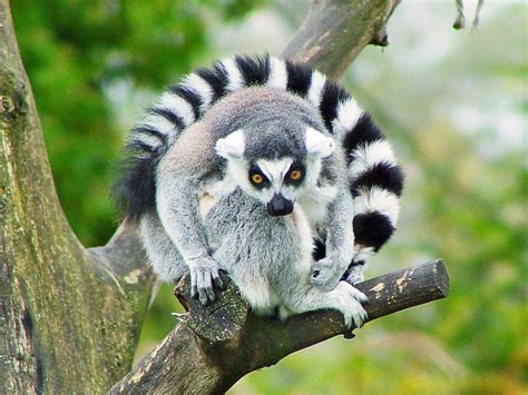 Cute Lemur Wallpapers - Top Free Cute Lemur Backgrounds - WallpaperAccess