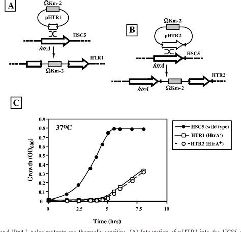 Figure From Hemolysin Streptolysin S Of Virulence Factors Speb And