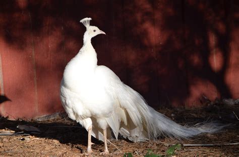 Male Albino Peacock | Albino peacock, Albino, Animals