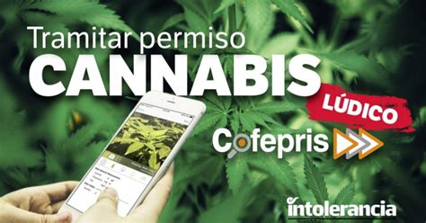 Uso Lúdico De Marihuana ¿cómo Tramitar Permiso Ante Cofepris