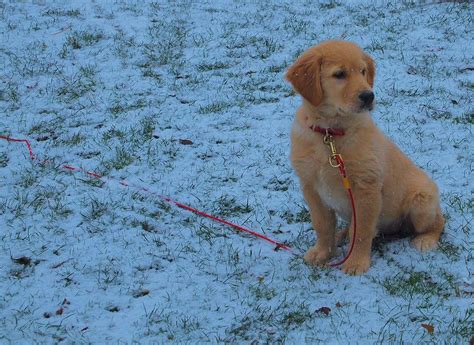 Golden Retriever Puppy In The Snow Photograph by Dan Sproul