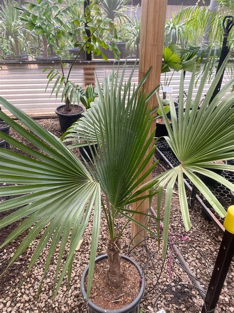 Brazilian Needle Palm Trithrinax Brasiliensis True Green Nursery