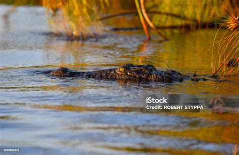 Crocodile In Chobe River Stock Photo Download Image Now Animal