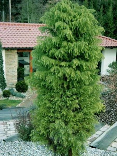 Cèdre Du Japon Elegans Viridis Cryptomeria Japonica Le Jardin Du