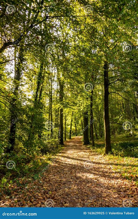 Caminho Na Floresta Do Outono Imagem De Stock Imagem De Outono