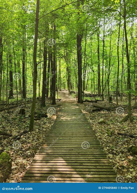 Lost In The Forest Stock Photo Image Of Trail Meadow 279405840