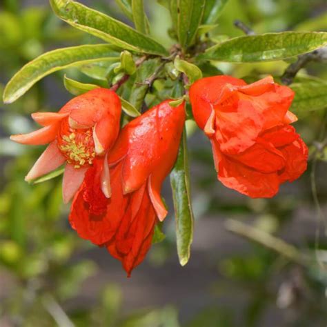 Seeds Of Dwarf Pomegranate Punica Granatum Nana T O G