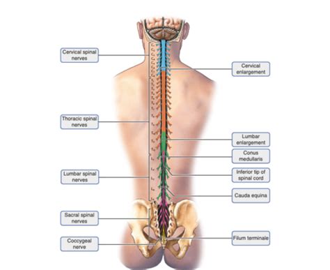 Anatomy Brain And Sp Lab Review Flashcards Quizlet