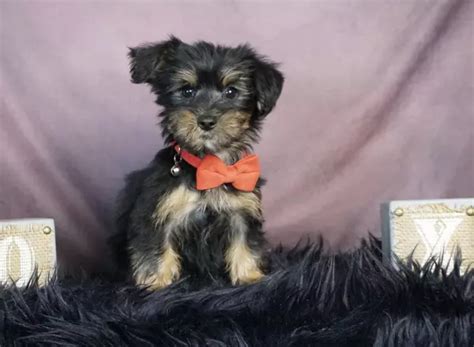 Beautiful Yorkiepoo Puppies For Sale Trustedpuppies