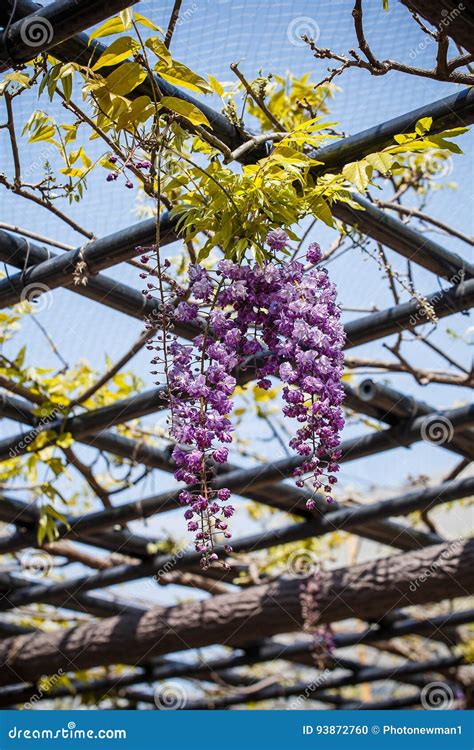 Wisteria flower in garden. stock photo. Image of tree - 93872760