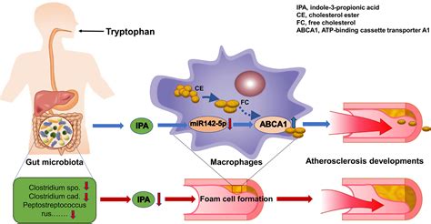 Gut Microbially Produced Indole Propionic Acid Inhibits