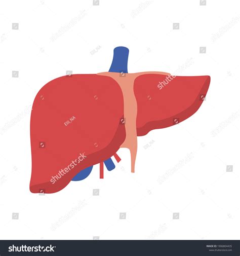 Realistic Liver Anatomy Structure Vector Royalty Free Stock Vector 1906804435