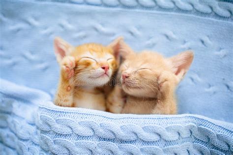 Baby Cat. Ginger Kitten Sleeping Under Blanket Stock Image - Image of ...