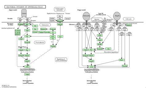 Kegg Pathway Bacterial Invasion Of Epithelial Cells Homo Sapiens Human