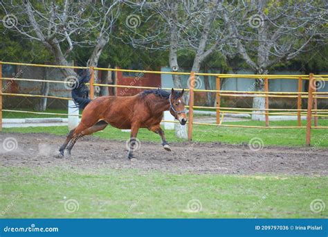 Arabian Horse Training at Farm, Image with Motion Effect Stock Photo - Image of mane, breed ...