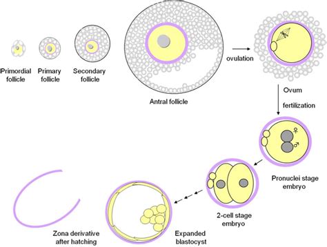 Zona Pellucida Histology