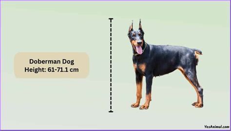 Doberman Size: How Big Are They Compared To Others?