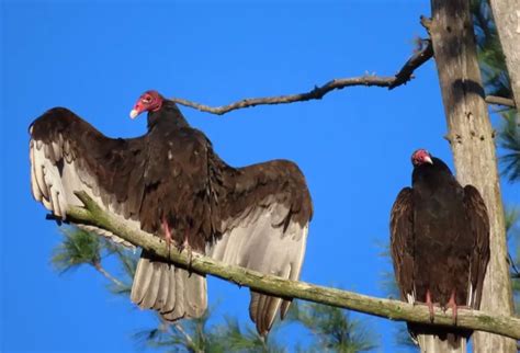 Turkey Vulture Nh Audubon