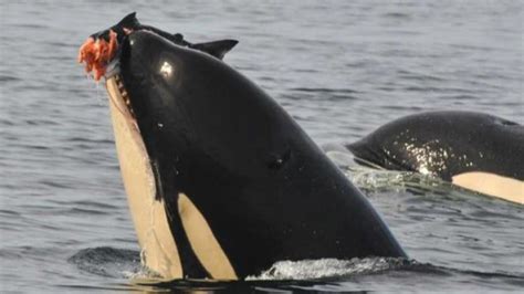 Killer whales have a broad range in diet, from chinook salmon to marine ...