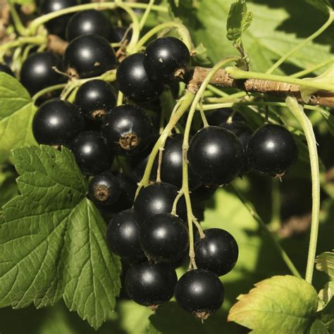 A Guide To Growing Currants Elderberries Gooseberries And