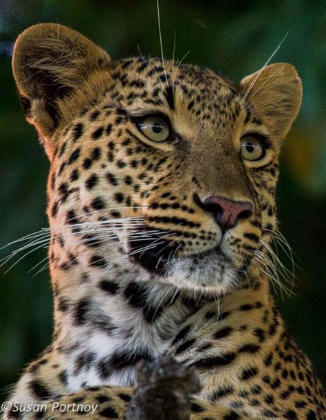 33 African Leopard Facts Panthera Pardus Pardus Artofit