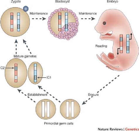 Imprinting In The Germline Erasure Establishment And Maintenance Of