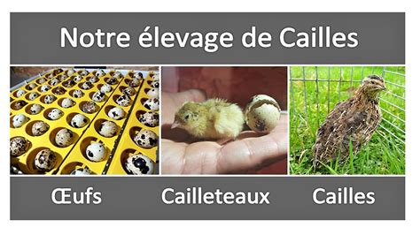 Notre élevage De Cailles Youtube