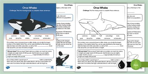 Orca Life Cycle