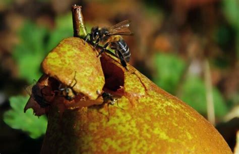 Free Picture Nature Bee Insect Honey Pollen Flower Macro Arthropod