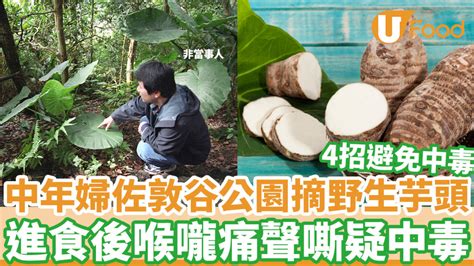 中年婦佐敦谷公園採摘野生芋頭 進食後喉嚨痛聲嘶疑中毒 U Food