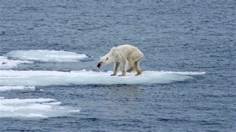 Ours Polaire L Auteure De La Photo Qui A Fait Le Tour Du Monde Lance