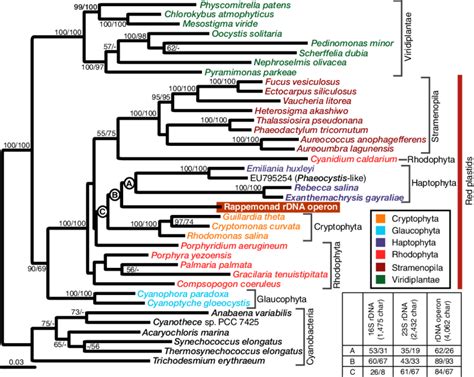 Maximum Likelihood Ml Phylogenetic Tree Of Plastid S Ile Trna Ala