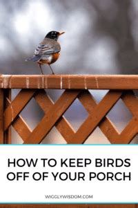 Effective Methods To Keep Birds Off Of Your Porch Wigglywisdom