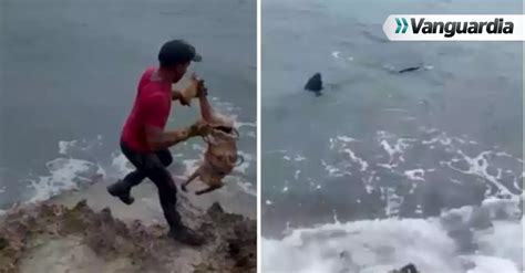 Video Indignación por hombre que usó perros como cebo para atraer