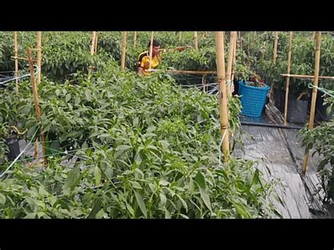 Chili Pepper Harvesting Youtube