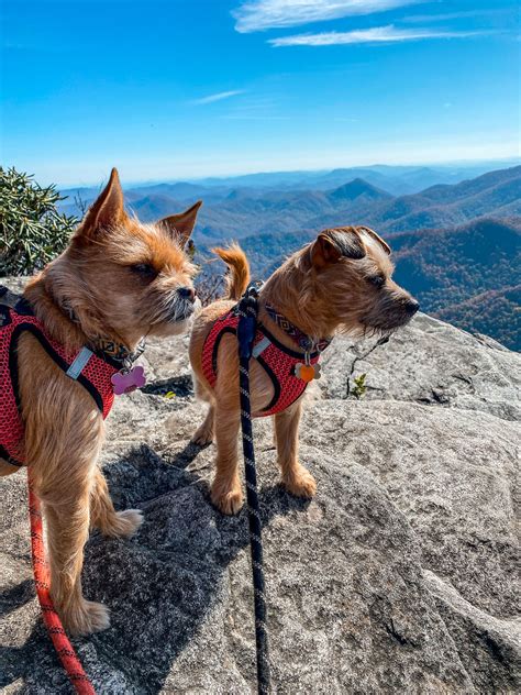 Best Dog Harnesses for Hiking: 9 Picks and Essential Tips