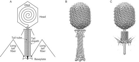 Structure Of Bacteriophage T4 A Schematic Representation Download Scientific Diagram