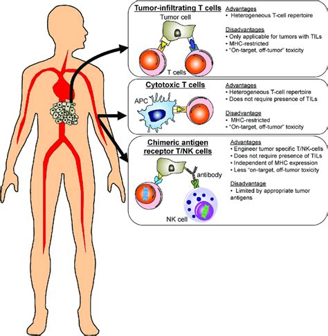 Advantages And Disadvantages Of Each Strategy Of Adoptive Cell