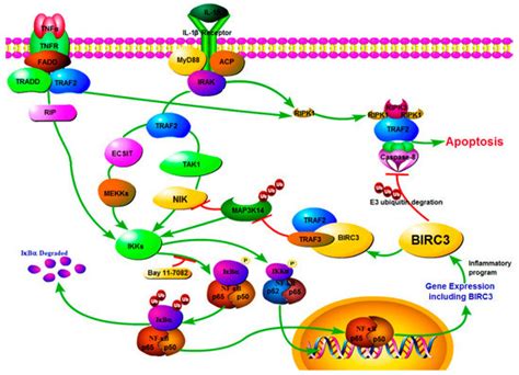 Processes Free Full Text Expression Analysis Of Birc3 As One Target