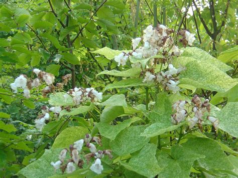 Catalpa Speciosa ‘pulverulenta Markenbaumschulede