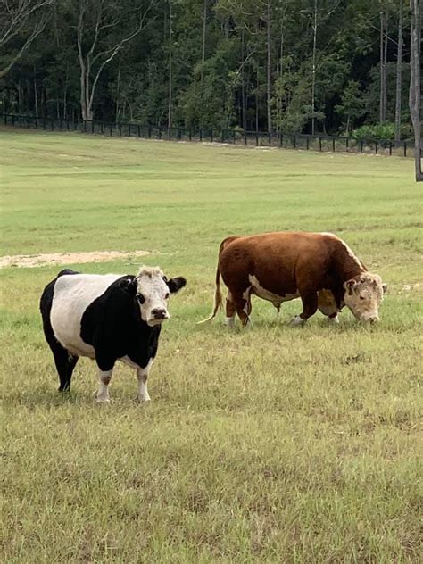 Mini Moo Ranch Home Facebook
