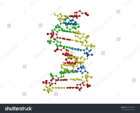 Molecular Structure Of Double Stranded Dna Stock Photo 265873541