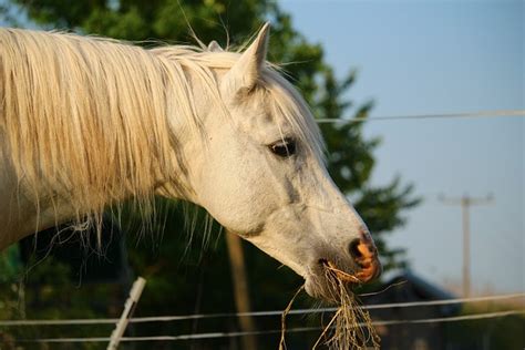 Pferd Schimmel Hengst Kostenloses Foto Auf Pixabay Pixabay