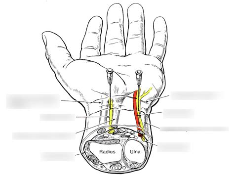 Regional Wrist Blocks Diagram Quizlet