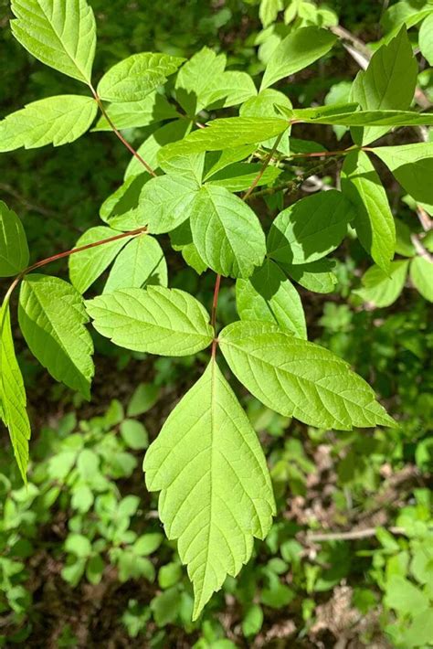 15 Of The Best Types Of Maple Trees To Grow At Home Gardeners Path