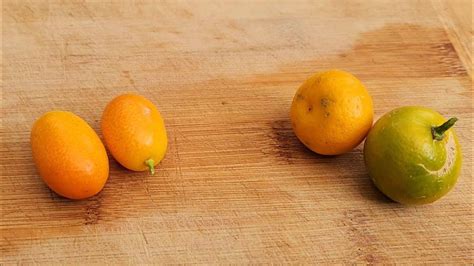 Comparing Kumquats Nagami Vs Calamondin Calamansi Youtube