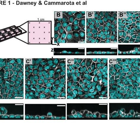 The 3d Architecture Of Cultured Mdck Cell Layers Can Vary Drastically Download Scientific