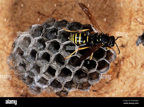 Paper Wasp Female Paper Wasp Polistes Sp On A Nest Photographed In