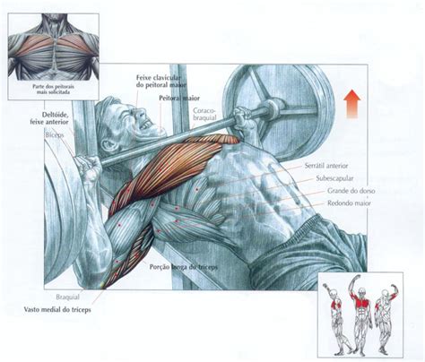 Treino De Peito Os 6 Melhores Exercícios De Peito
