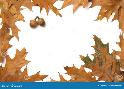 Oak Leaves Frame Stock Image Image Of White Autumn Decoration 6828543